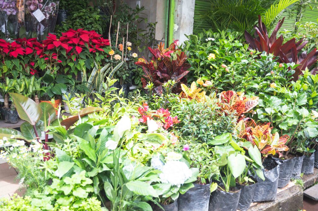 Tour de Frutas Exoticas con mas de 15 Degustaciones en Bogota