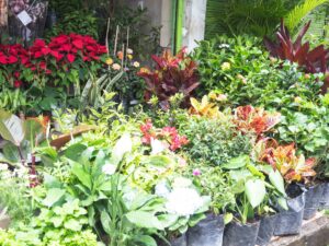 Tour de Frutas Exoticas con mas de 15 Degustaciones en Bogota