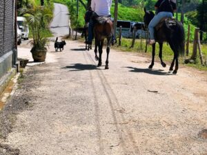 Cabalgata Privada por los Paisajes de Medellin con Transpote