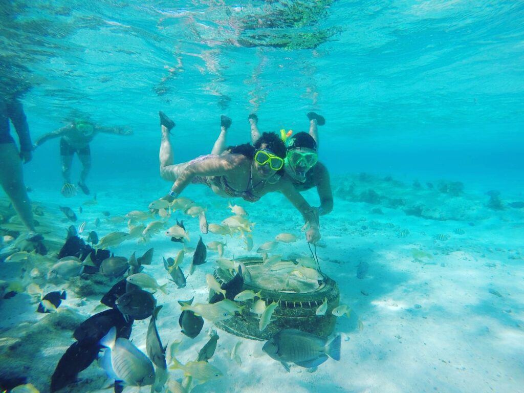 4 Tours en 1 : Acuario , Haynes Cay, Avistamiento y Manglares