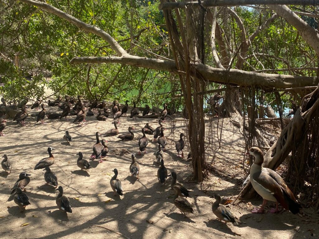 Tour Dia Completo al Aviario mas Playa Blanca Baru Con Almuerzo
