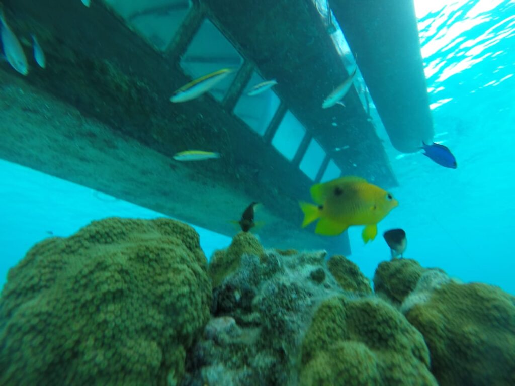 Experiencia en Fondo del Mar en el Semi Submarino de San Andrés