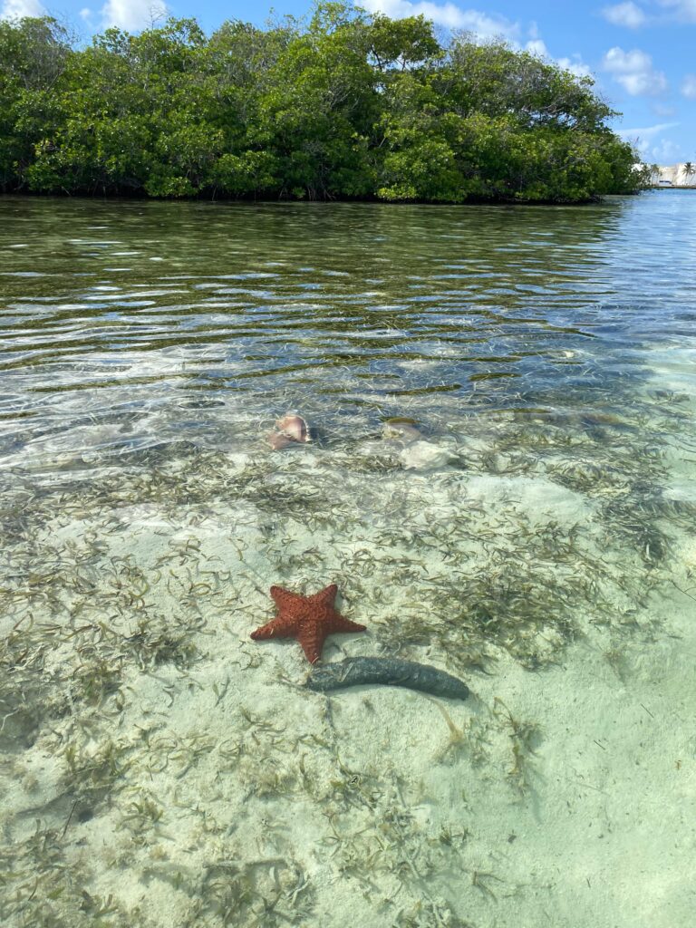 Tour Completo en Kayak Trasparente en los Manglares de San Andres