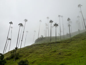 Tour Dia Completo a Salento y Valle del Cocora desde Pereira