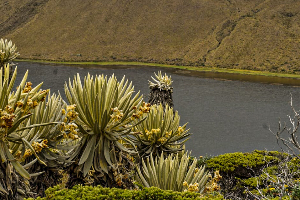 Laguna del Otún: el paraíso en el parque de los Nevados