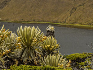 Laguna del Otún: el paraíso en el parque de los Nevados