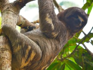 Amazonas en 1 día: Puerto Nariño, Puerto Alegria y Delfines
