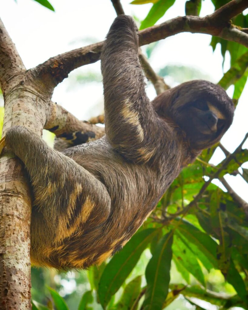 Amazonas en 1 día: Puerto Nariño, Puerto Alegria y Delfines