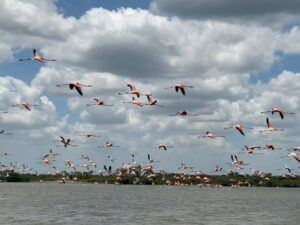 Tour de Avistamiento de Flamencos rosados y otras Aves