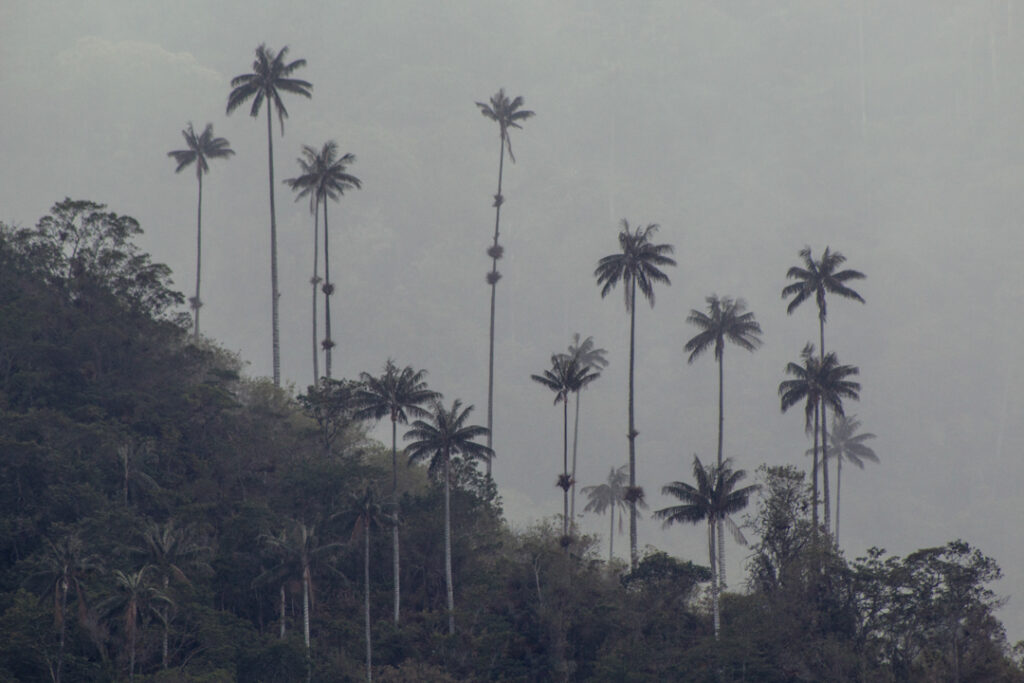 Tour Dia Completo a Salento y Valle del Cocora desde Pereira