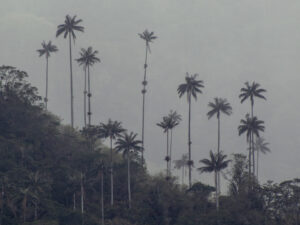 Tour Dia Completo a Salento y Valle del Cocora desde Pereira