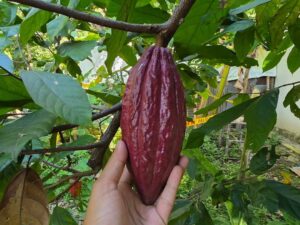 Experiencia en Fabrica de Chocolote con desgustacion