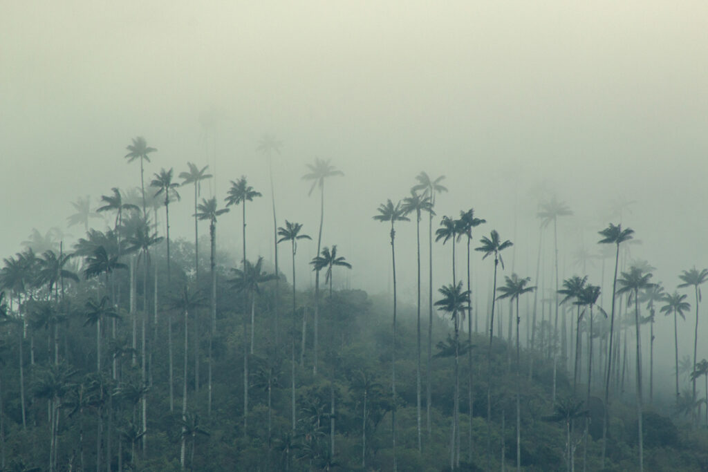 Tour Dia Completo a Salento y Valle del Cocora desde Pereira