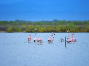 Tour de Avistamiento de Flamencos rosados y otras Aves