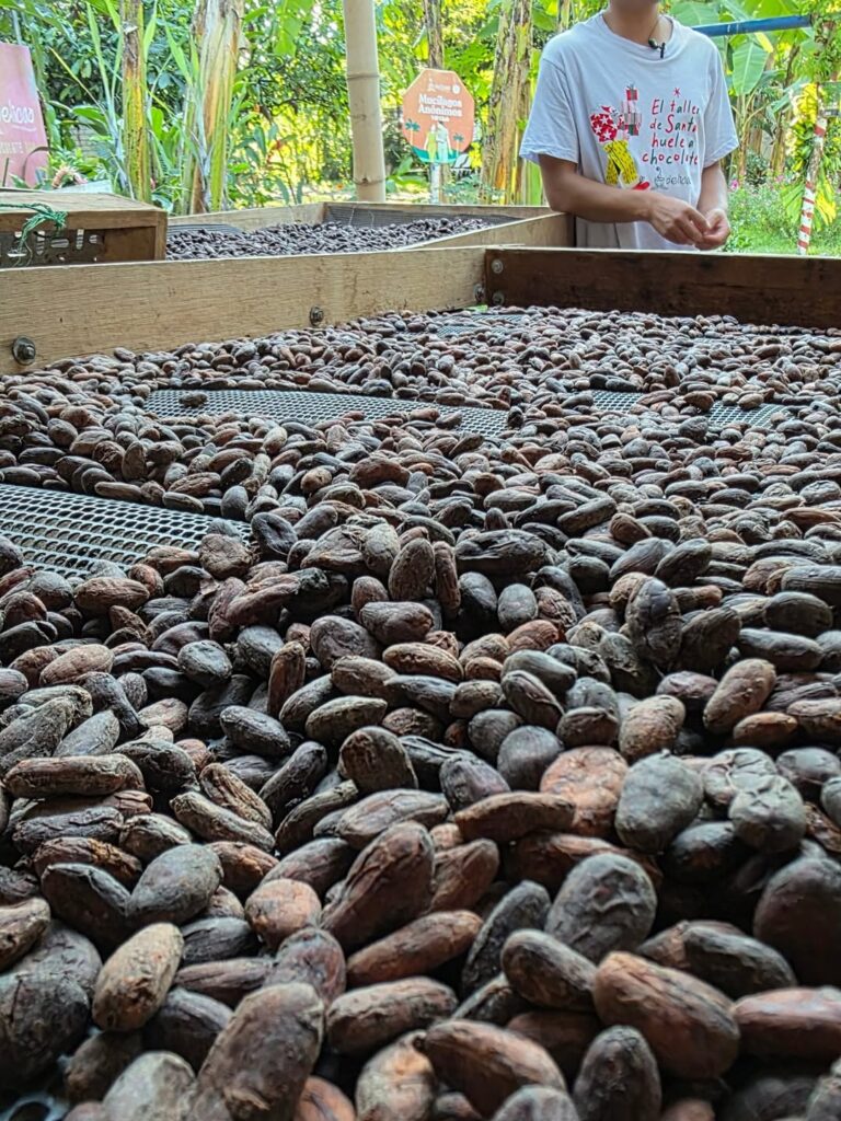 Experiencia en Fabrica de Chocolote con desgustacion