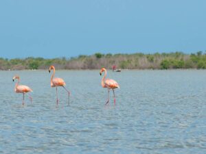 Tour de Avistamiento de Flamencos rosados y otras Aves