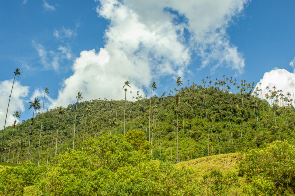 Tour Dia Completo a Salento y Valle del Cocora desde Pereira