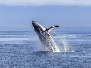 Tour avistamiento de Ballenas con Playa Cucheros, Almuerzo y Cascadas