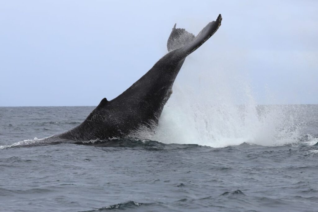 Tour avistamiento de Ballenas y Visita a Isla Plata