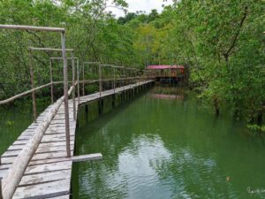 Tour avistamiento de Ballenas y Visita a Isla Plata