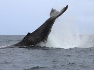 Tour Avistamiento de Ballenas con Tremales y Playa