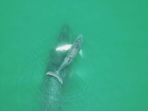 Tour avistamiento de Ballenas con Playa Cucheros, Almuerzo y Cascadas