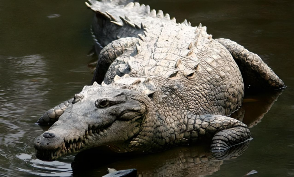 Tour Bahía de Cispatá Caimán Alegre desde Coveñas